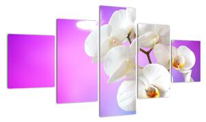 Obraz s orchideí (Obraz 125x70cm)