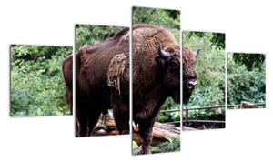Obraz s americkým bizónom (Obraz 125x70cm)