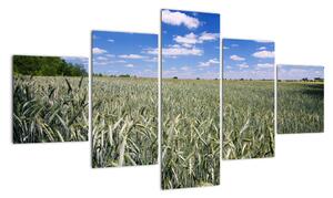 Pole pšenice - obraz (Obraz 125x70cm)