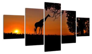 Obraz žirafy v prírode (Obraz 125x70cm)