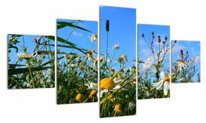 Obraz lúčnych kvetov (Obraz 125x70cm)