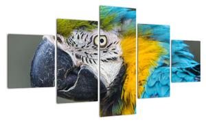 Papagáj - obraz (Obraz 125x70cm)