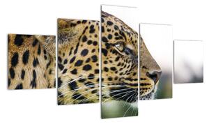 Leopard - obraz (Obraz 125x70cm)