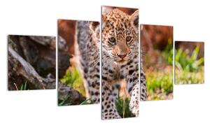 Mláďa leoparda - obraz do bytu (Obraz 125x70cm)