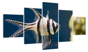 Ryba - obraz (Obraz 125x70cm)