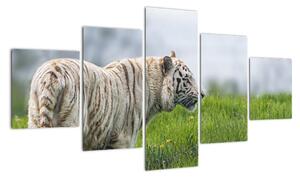 Tiger - obraz (Obraz 125x70cm)