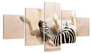 Obraz zebry (Obraz 125x70cm)