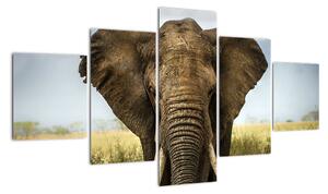 Slon - obraz (Obraz 125x70cm)