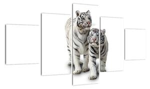 Tiger biely - obraz (Obraz 125x70cm)