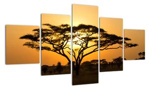Fotka stromu - obraz (Obraz 125x70cm)