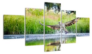 Fotka loviaceho orla - obraz (Obraz 125x70cm)