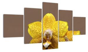 Žltá orchidea - obraz (Obraz 125x70cm)
