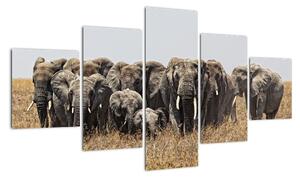 Stádo slonov - obraz (Obraz 125x70cm)