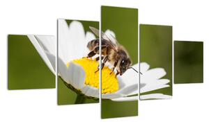 Včela na sedmokráske - obraz (Obraz 125x70cm)