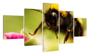 Včela - obraz (Obraz 125x70cm)