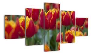 Tulipánové polia - obraz (Obraz 125x70cm)