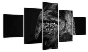 Obraz opice (Obraz 125x70cm)