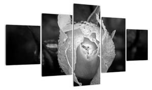 Obraz čiernobiele ruže (Obraz 125x70cm)