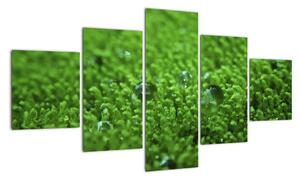 Detail trávy - obraz (Obraz 125x70cm)