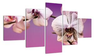 Moderné obrazy - orchidea (Obraz 125x70cm)