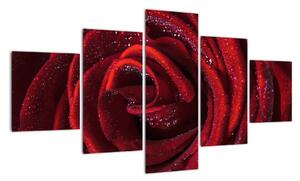 Detail ruže, obraz (Obraz 125x70cm)