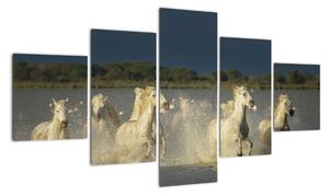 Cválajúca kone, obraz (Obraz 125x70cm)
