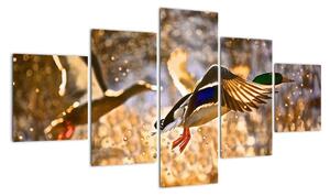 Letiaci kačice - obraz (Obraz 125x70cm)