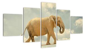 Slon na lane, obraz (Obraz 125x70cm)