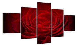 Makro ruža - obraz (Obraz 125x70cm)