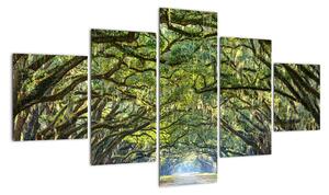 Aleje stromov - obraz (Obraz 125x70cm)