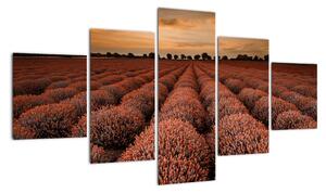 Kvetinové pole - obraz (Obraz 125x70cm)