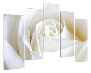 Obraz biele ruže (Obraz 125x90cm)