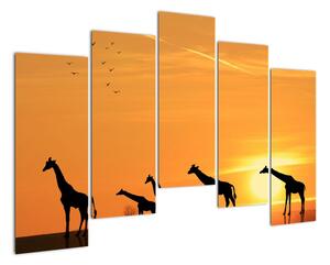 Moderný obraz - žirafy (Obraz 125x90cm)