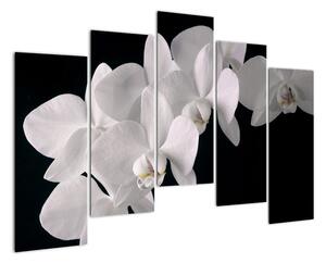 Obraz - biele orchidey (Obraz 125x90cm)