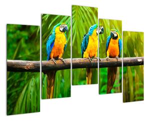 Moderný obraz - papagáje (Obraz 125x90cm)