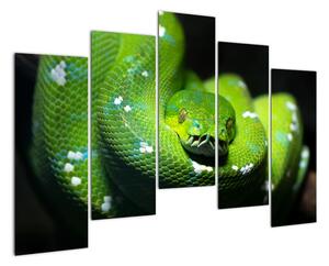Obraz zvierat - had (Obraz 125x90cm)