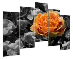 Oranžový kvet na čiernobielom pozadí - obraz (Obraz 125x90cm)