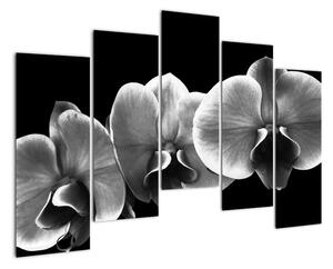 Čiernobiely obraz - orchidea (Obraz 125x90cm)