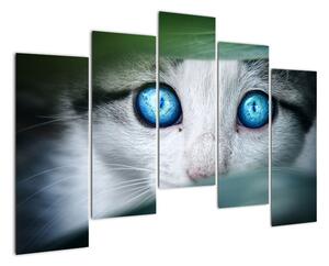 Obraz mačky, žiarivé oči (Obraz 125x90cm)