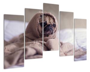 Obraz - pes v deke (Obraz 125x90cm)