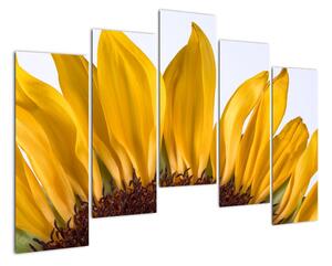 Obraz kvetu slnečnice (Obraz 125x90cm)