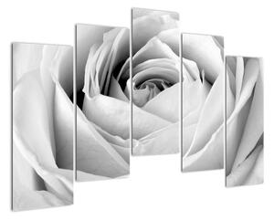 Čiernobiely obraz ruže (Obraz 125x90cm)