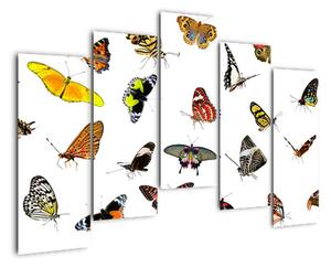 Obrazy motýľov (Obraz 125x90cm)