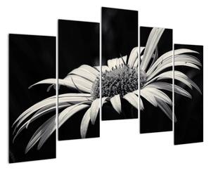 Čiernobiely obraz kvetu (Obraz 125x90cm)