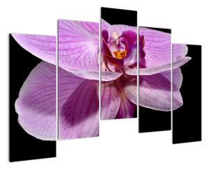 Obraz - orchidea (Obraz 125x90cm)