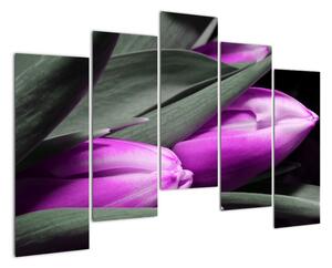 Obraz fialových tulipánov (Obraz 125x90cm)