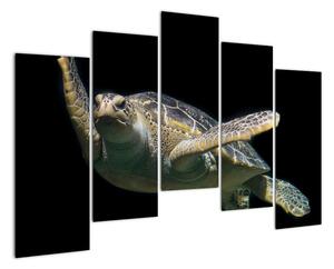 Obraz plávajúce korytnačky (Obraz 125x90cm)