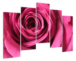 Obraz ružové ruže (Obraz 125x90cm)