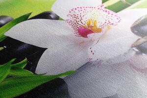Obraz japonská orchidea