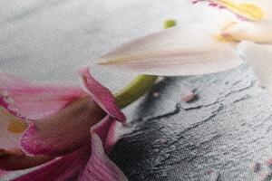 Obraz dva farebné kvety orchidey
